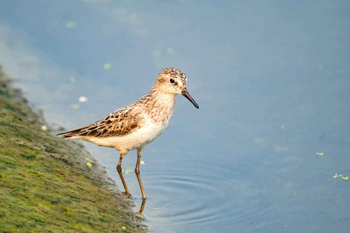 Least Sandpiper - ML639869937