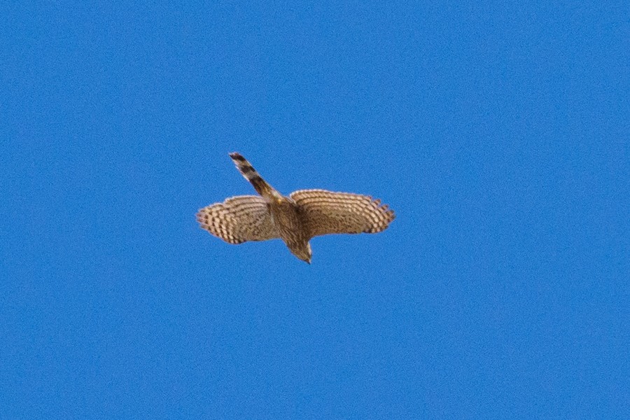 Zone-tailed Hawk - ML639869943