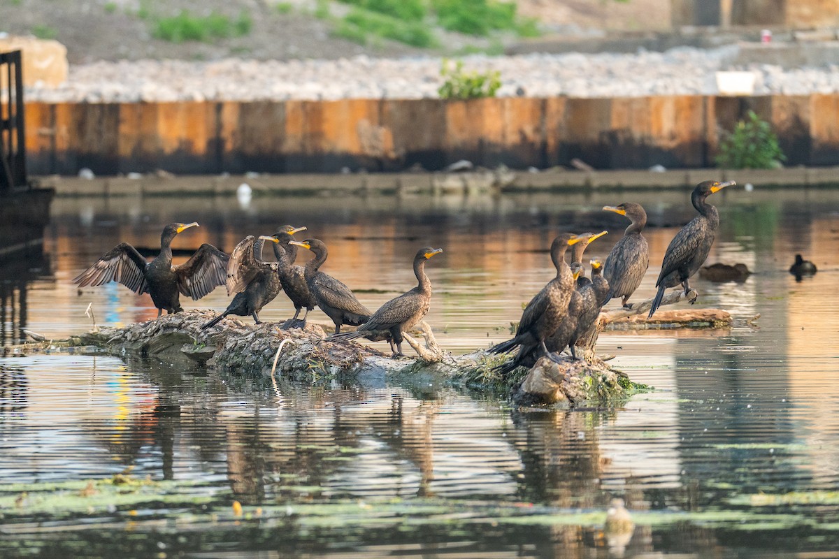 Double-crested Cormorant - ML639869946