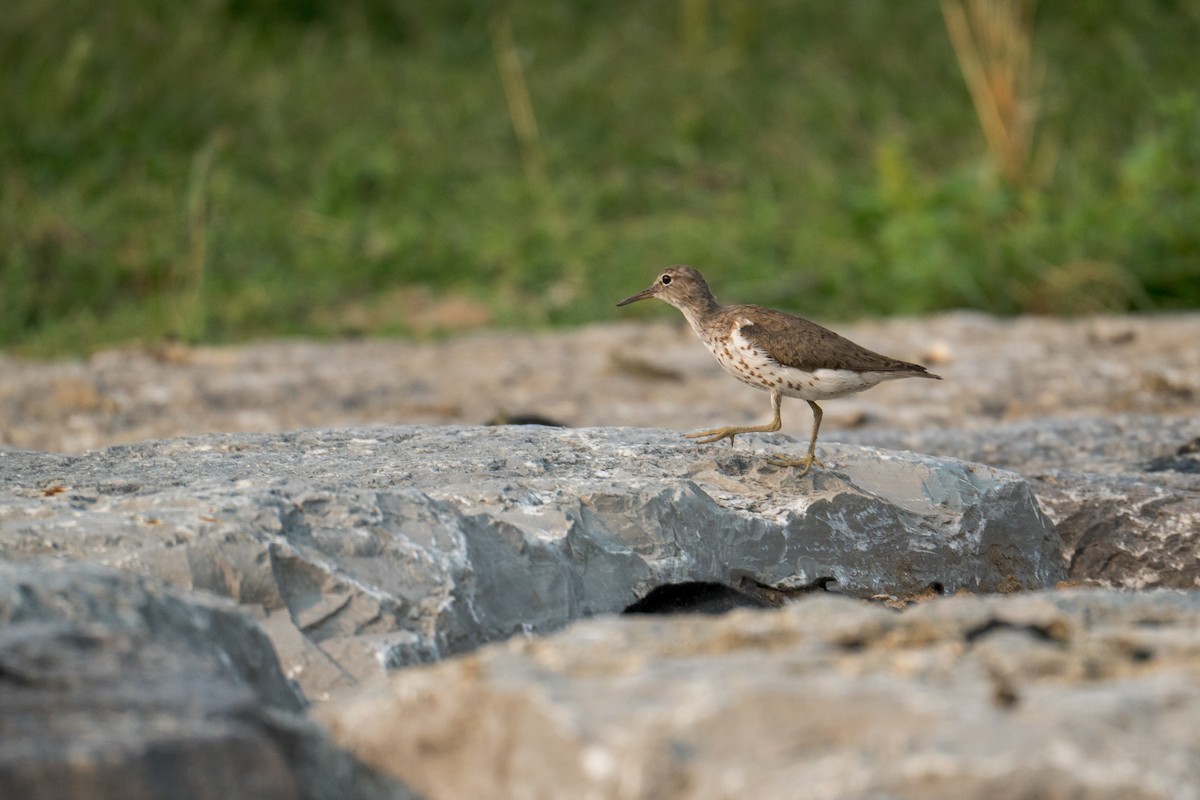 Spotted Sandpiper - ML639869984