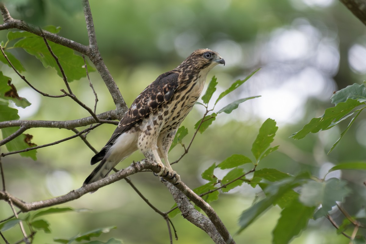 ハネビロノスリ - ML639869988