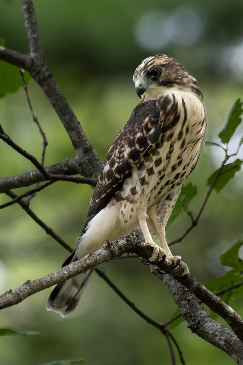 ハネビロノスリ - ML639869991