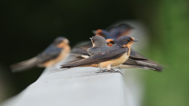 Hirondelle rustique - ML639870015