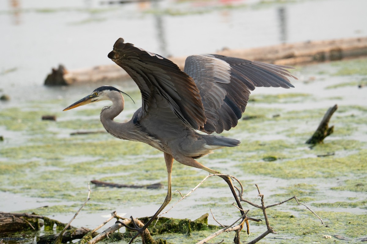 Great Blue Heron - ML639870083