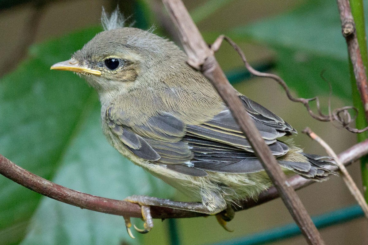 Common Chiffchaff - ML639870154