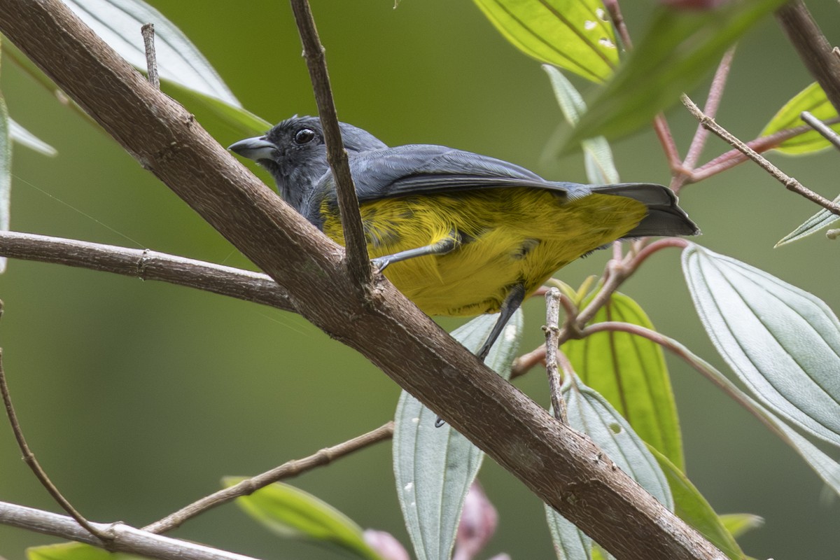 Plumbeous Euphonia - ML639870188