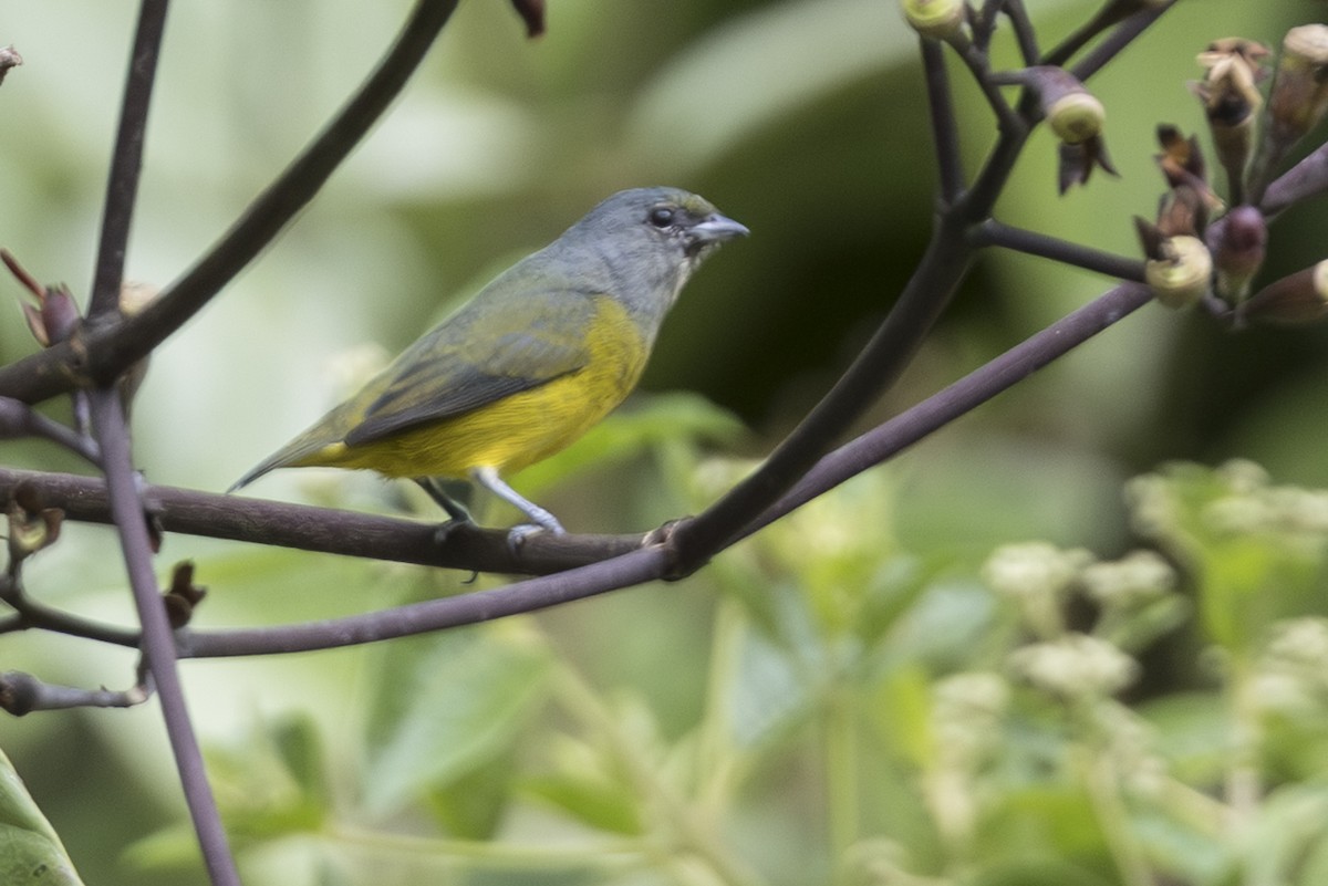 Plumbeous Euphonia - ML639870189