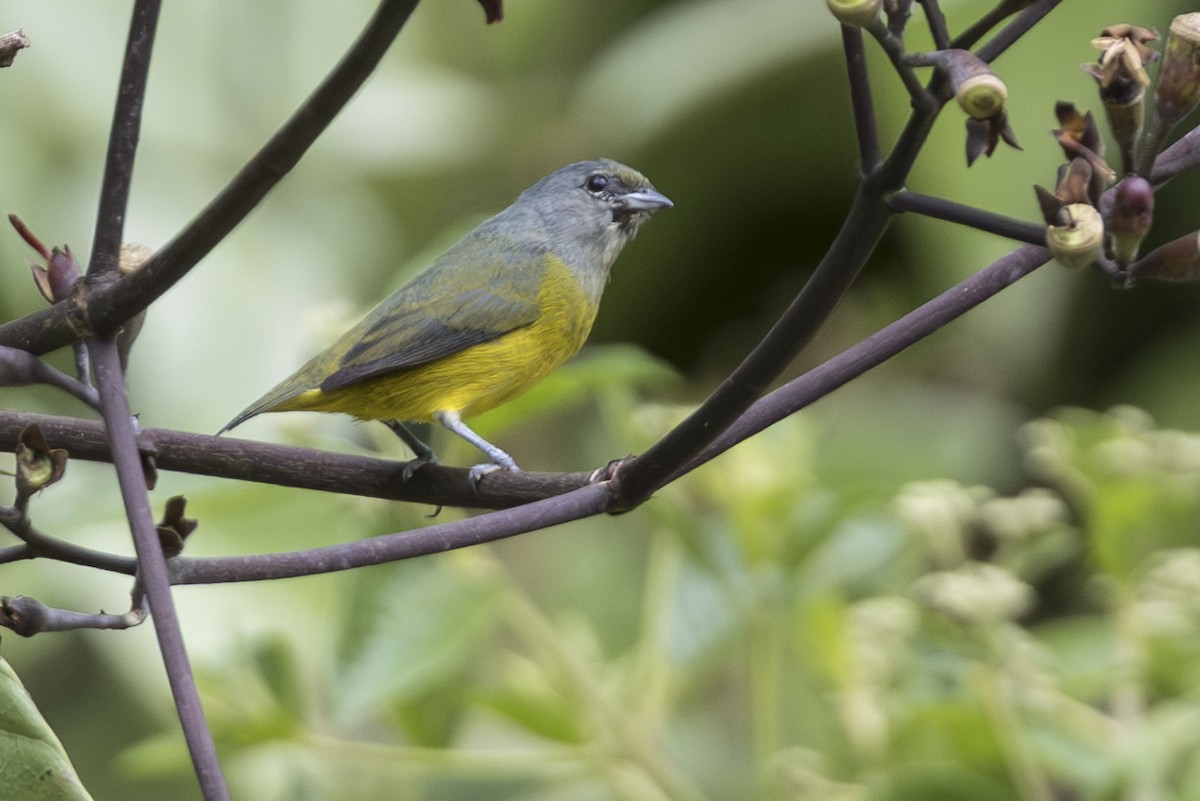 Plumbeous Euphonia - ML639870190