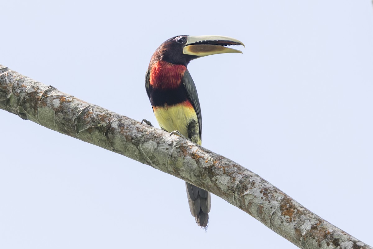 Ivory-billed Aracari - ML639870199