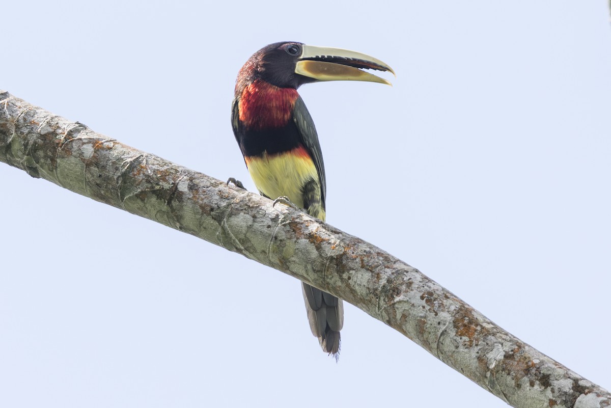 Ivory-billed Aracari - ML639870200