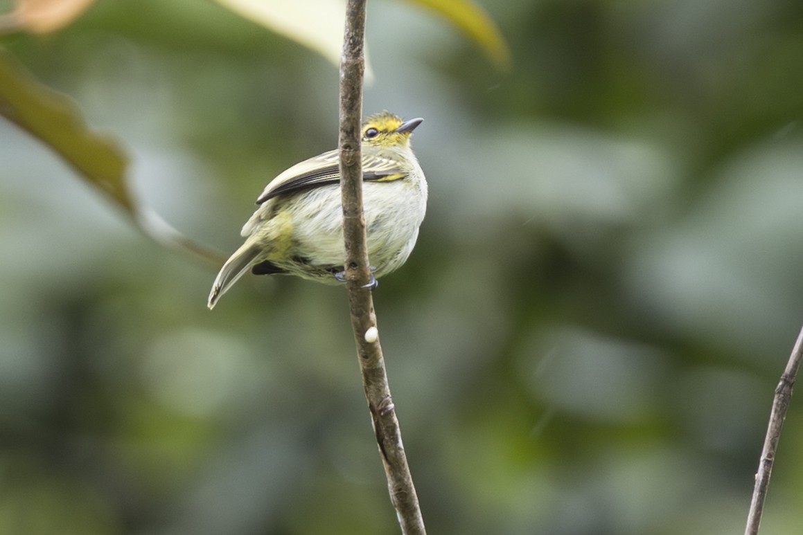 Peruvian Tyrannulet - ML639870208