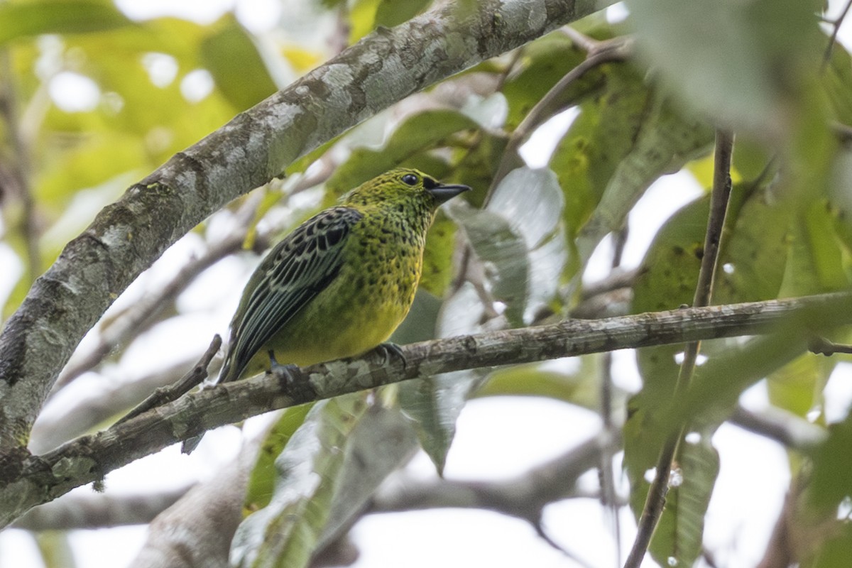 Yellow-bellied Tanager - ML639870222