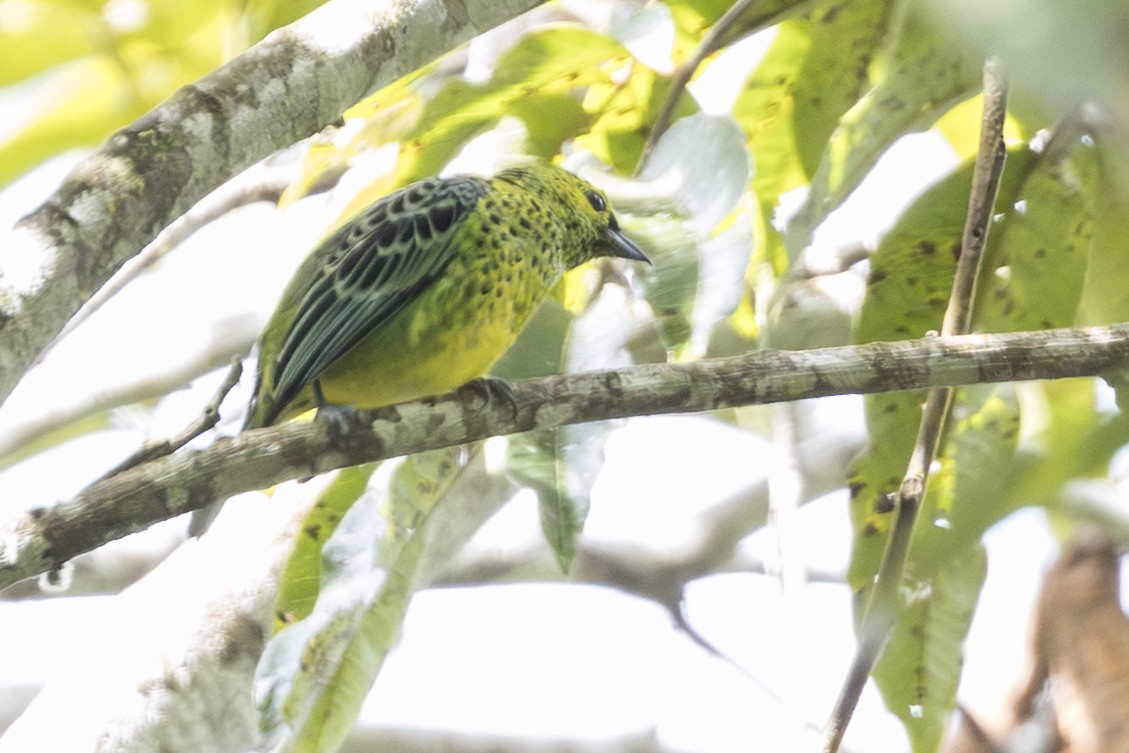 Yellow-bellied Tanager - ML639870223
