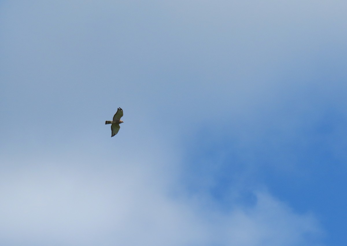 ハネビロノスリ - ML639870226