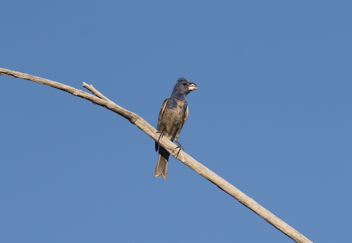 Blue Grosbeak - ML639870232
