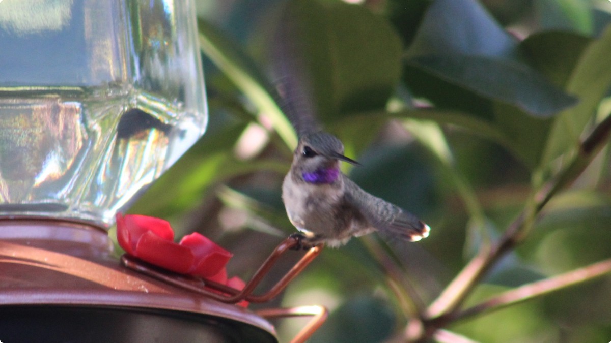 Costa's Hummingbird - ML639870277