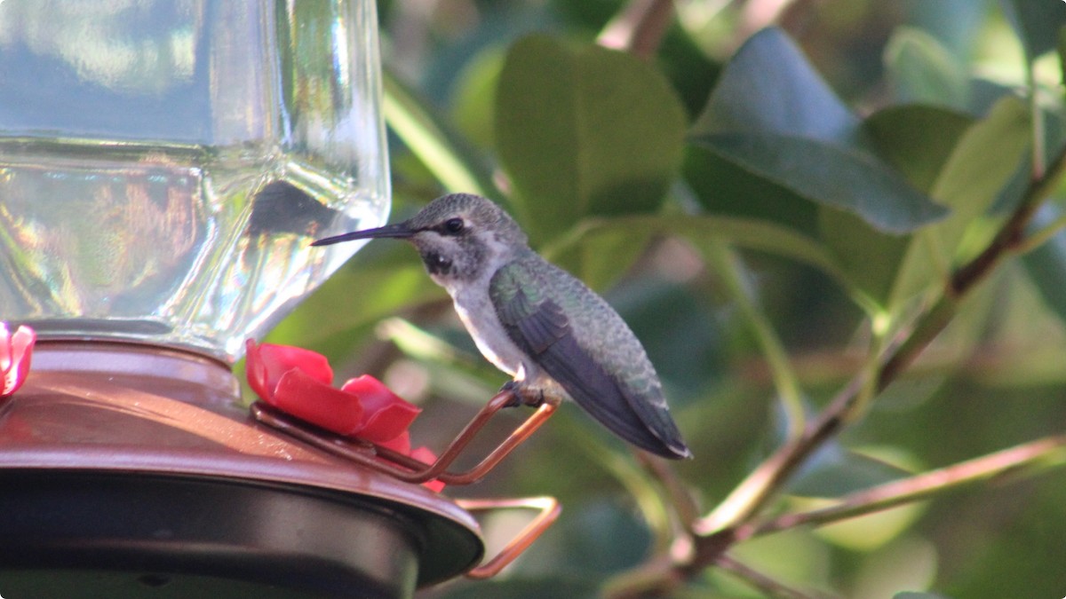Costa's Hummingbird - ML639870299