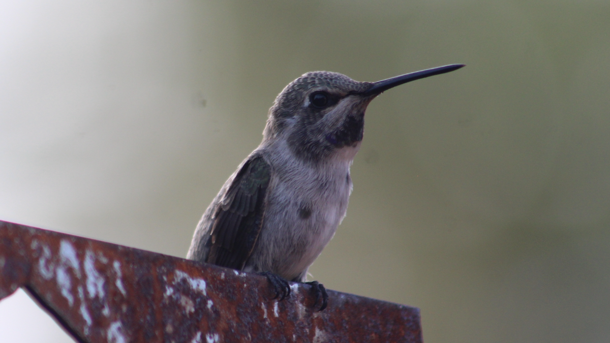 Costa's Hummingbird - ML639870300
