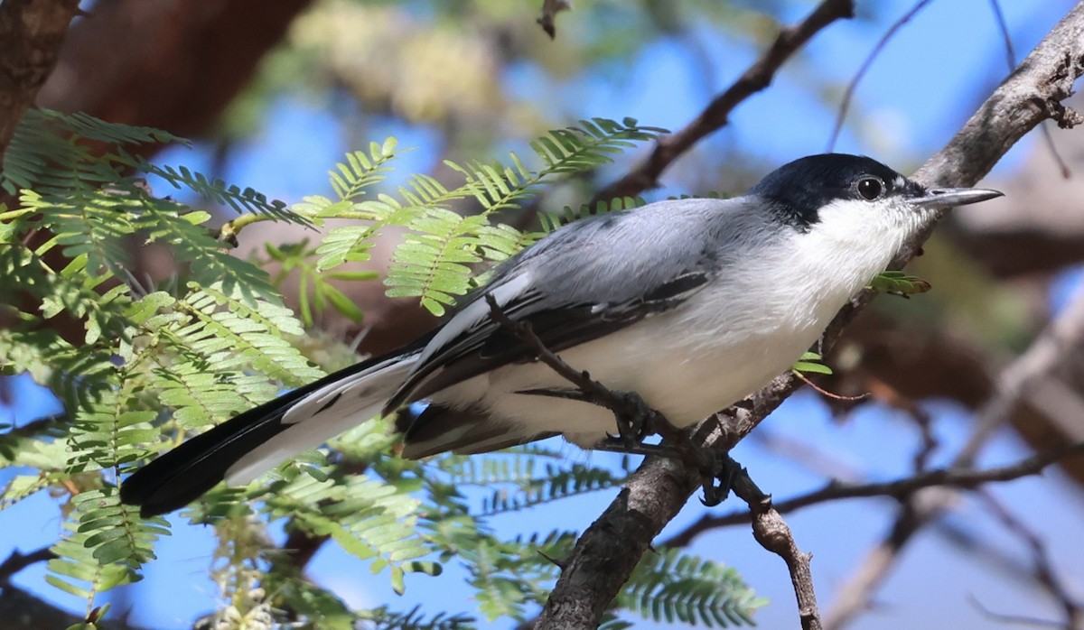 Tropical Gnatcatcher - ML639870325