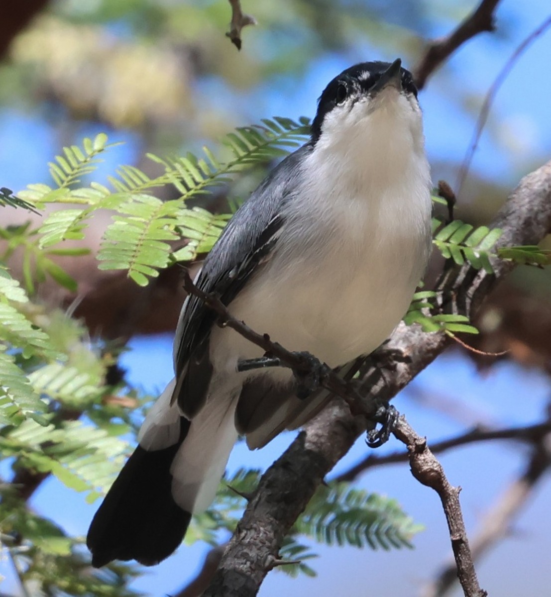 Tropical Gnatcatcher - ML639870326