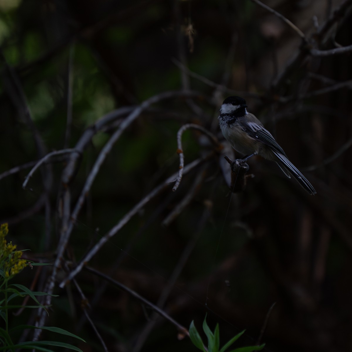 Mésange à tête noire - ML639870375
