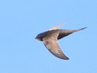 Pallid Swift - ML639870380