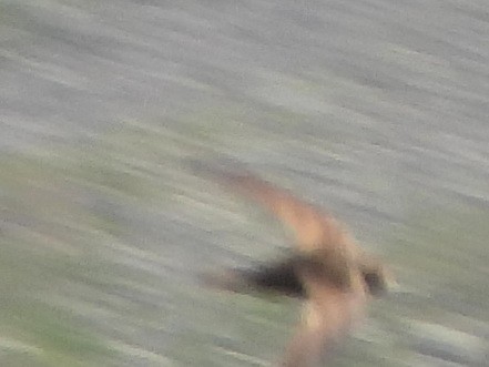 Pallid Swift - ML639870397