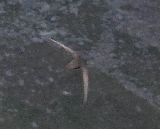 Pallid Swift - ML639870398