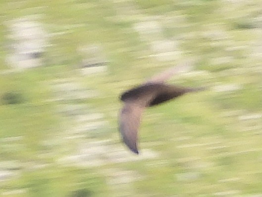 Pallid Swift - ML639870399