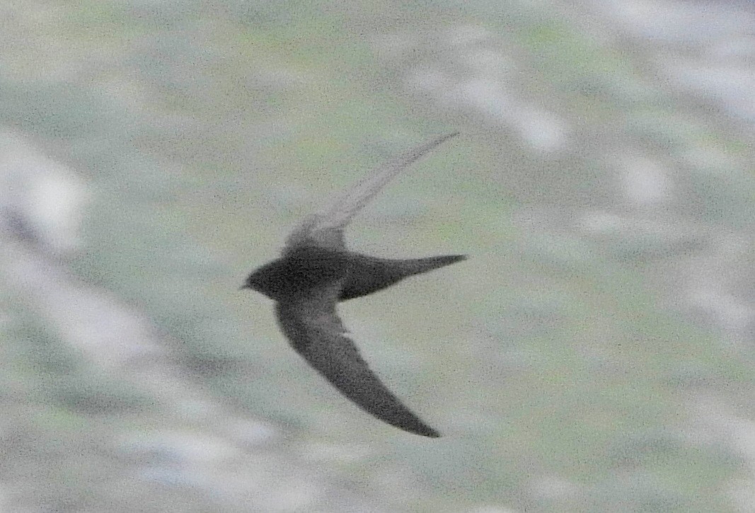 Common Swift - ML639870419