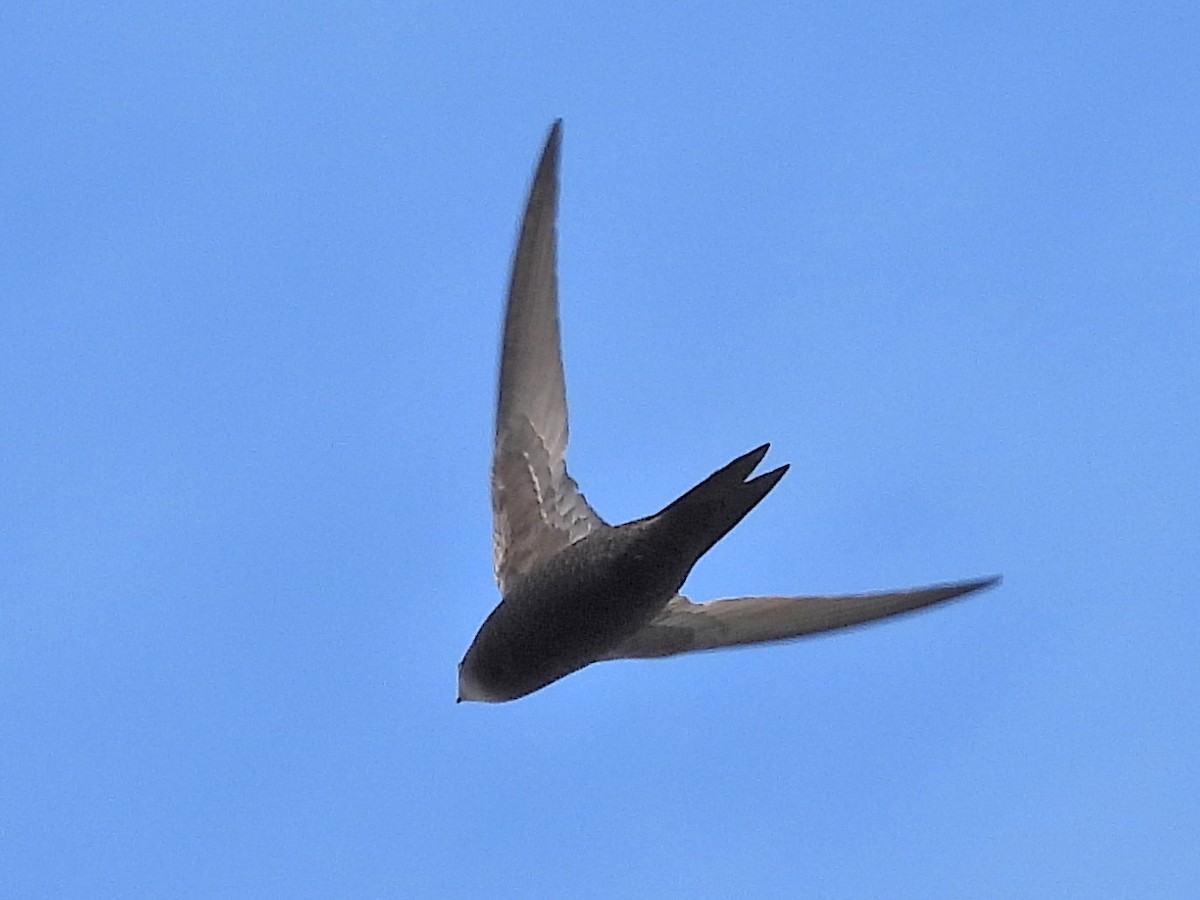 Common Swift - ML639870420