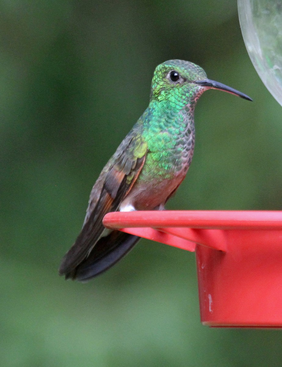 Berylline Hummingbird - ML639870432