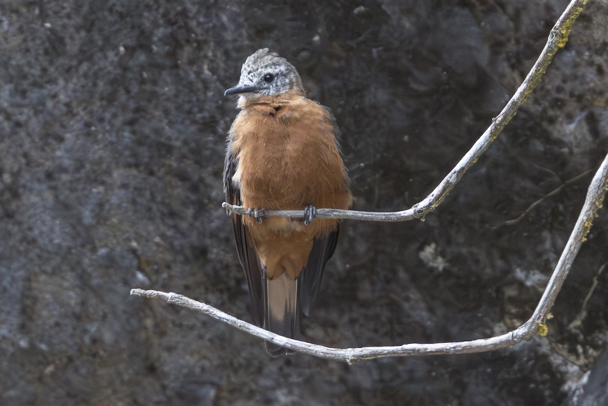 Cliff Flycatcher - ML639870465