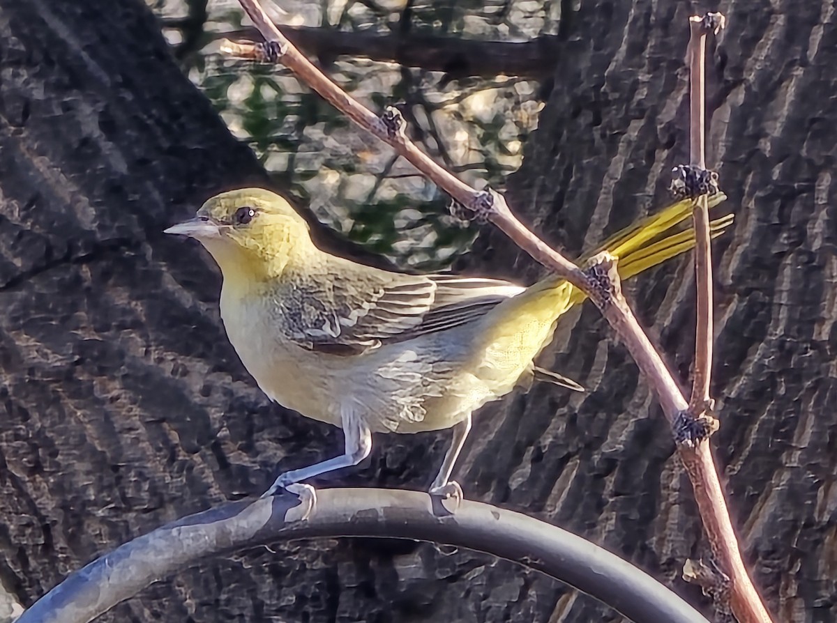 Turpial de Bullock - ML639870481