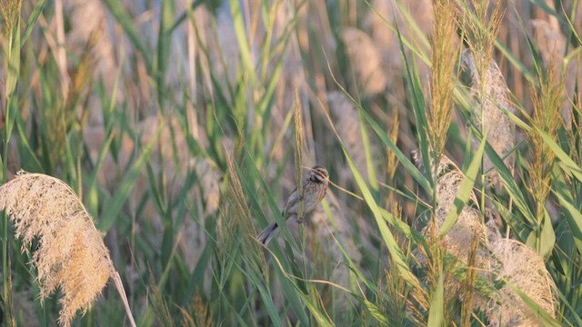 Reed Bunting - ML639870493