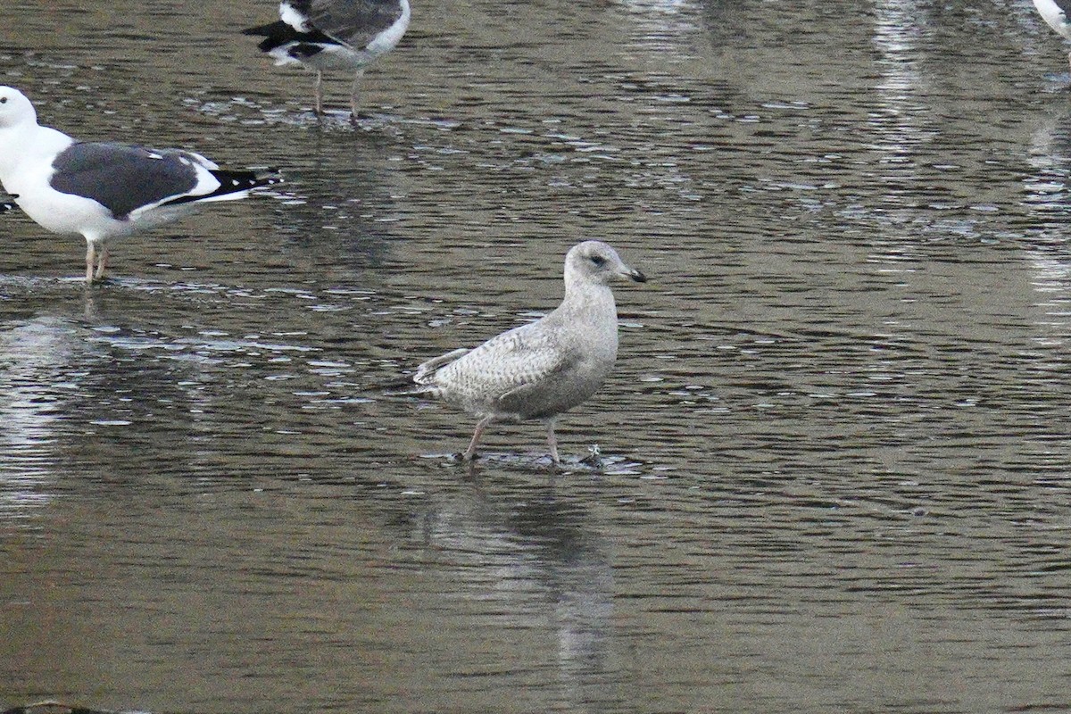 Iceland Gull (Thayer's) - ML639870496