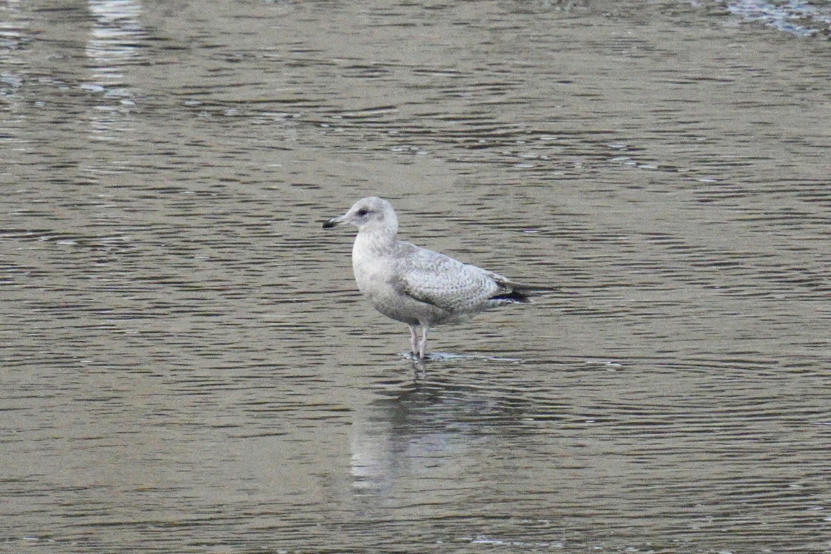 Iceland Gull (Thayer's) - ML639870497