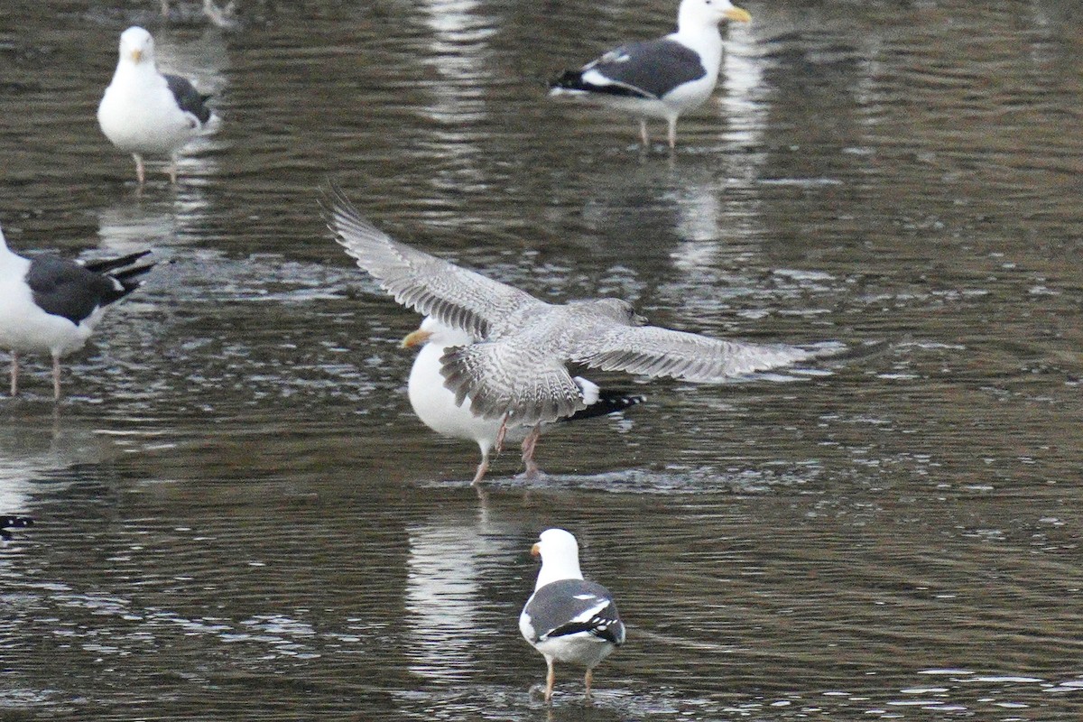 Iceland Gull (Thayer's) - ML639870498