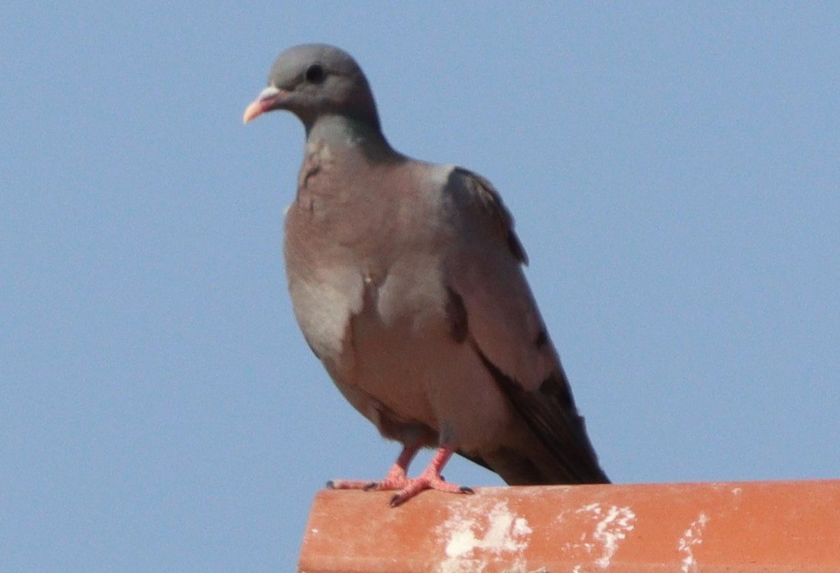 Stock Dove - ML639870507