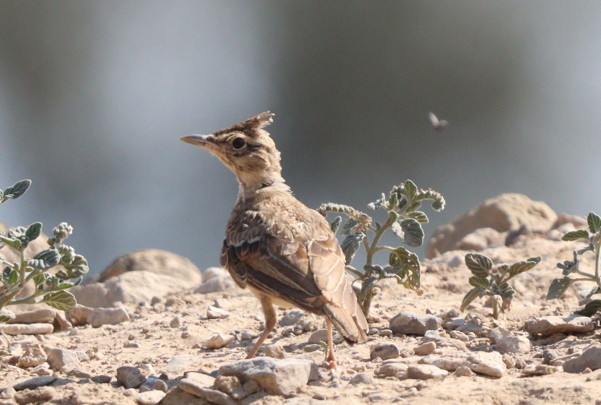 Crested Lark - ML639870515