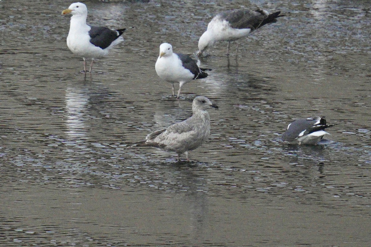 Iceland Gull (Thayer's) - ML639870516