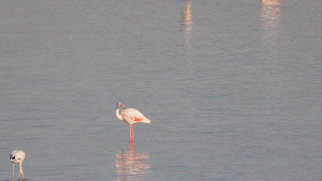 Greater Flamingo - ML639870532