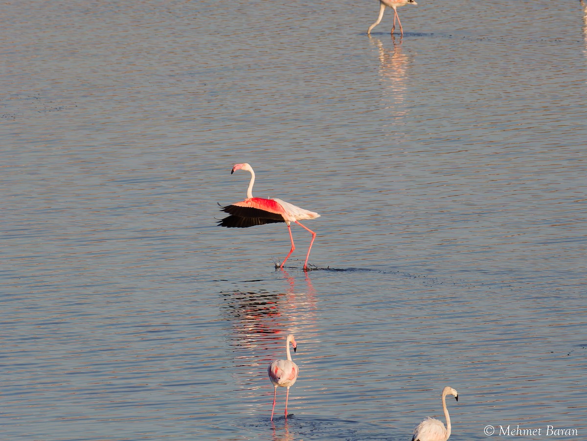 Greater Flamingo - ML639870541