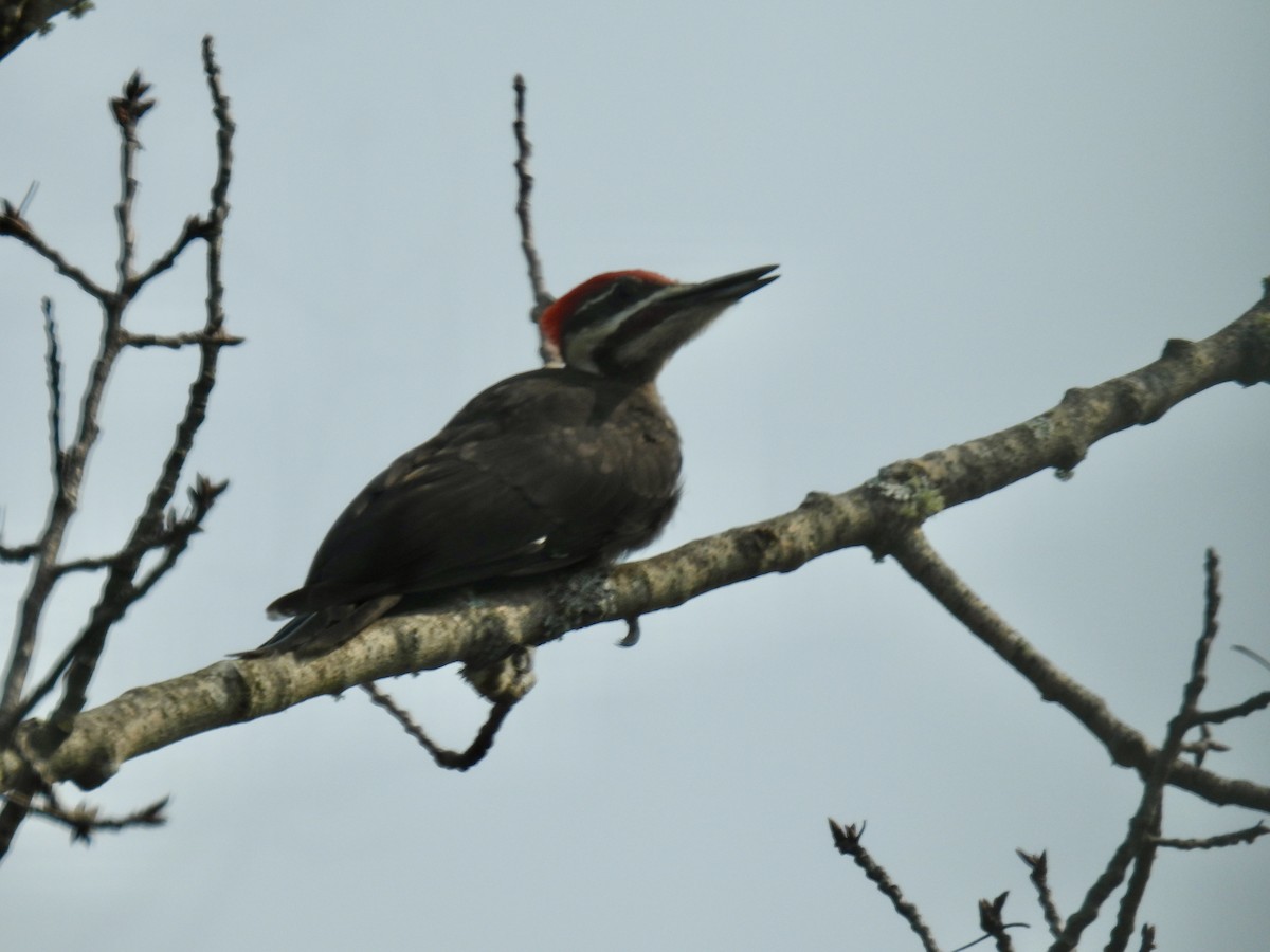 Pileated Woodpecker - ML639870545