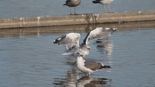 Lesser Black-backed Gull - ML639870558