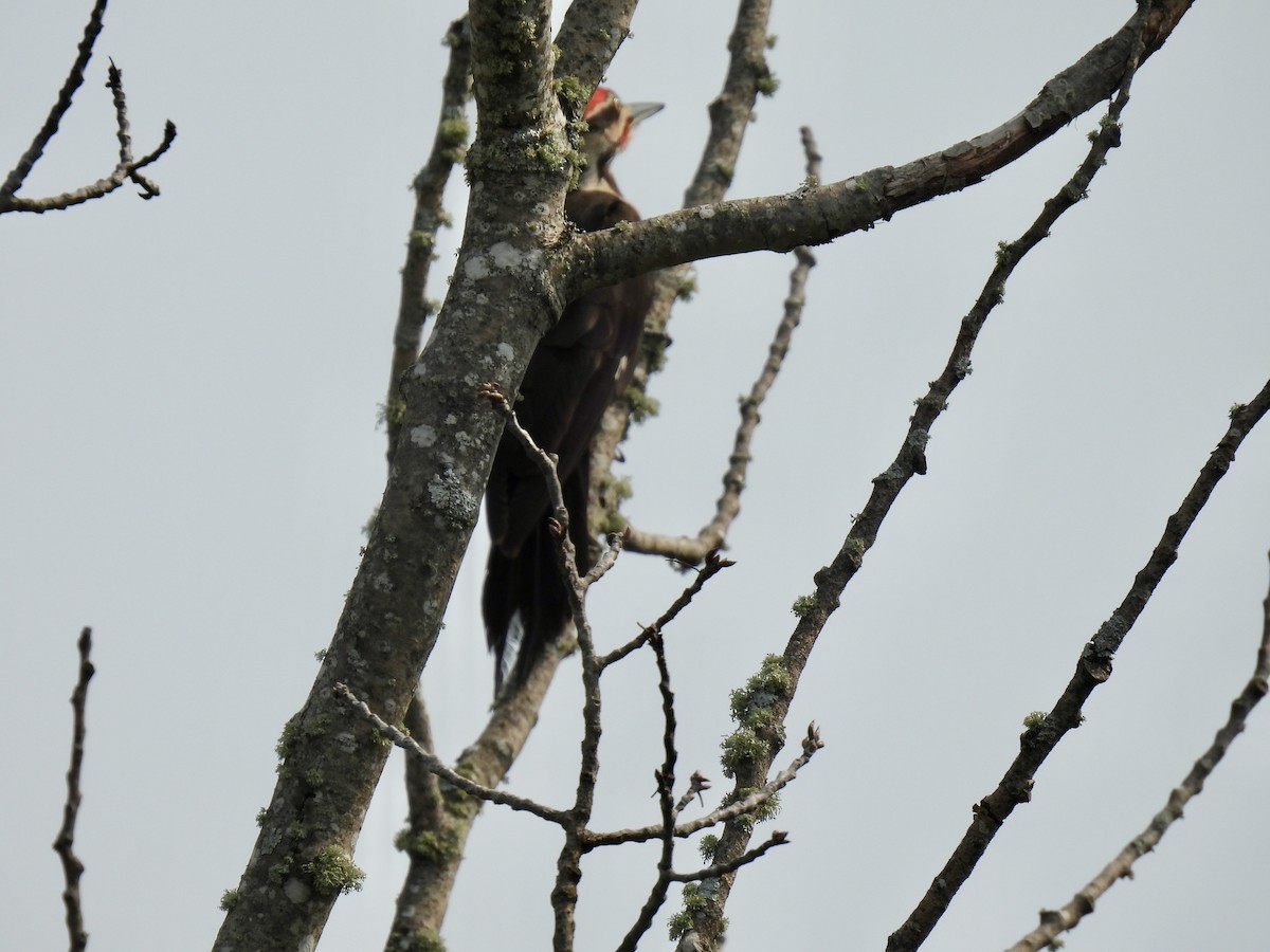 Pileated Woodpecker - ML639870578