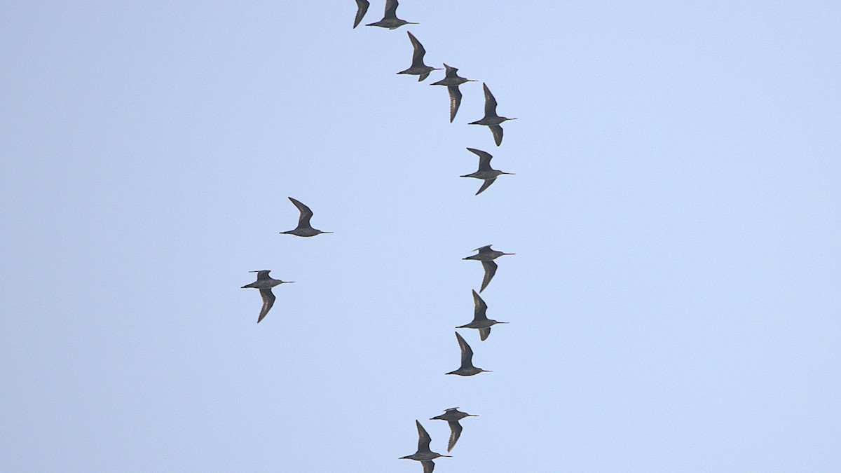 Hudsonian Godwit - ML639870638
