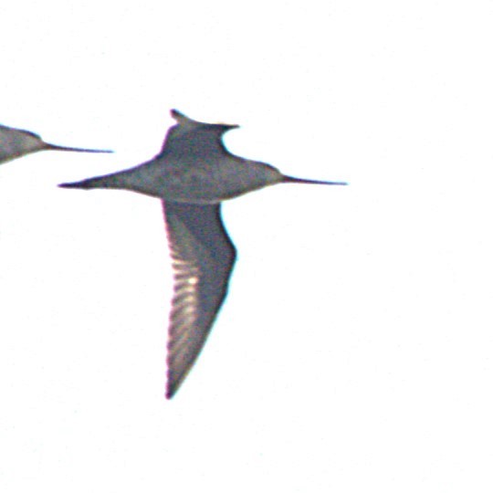 Hudsonian Godwit - ML639870659