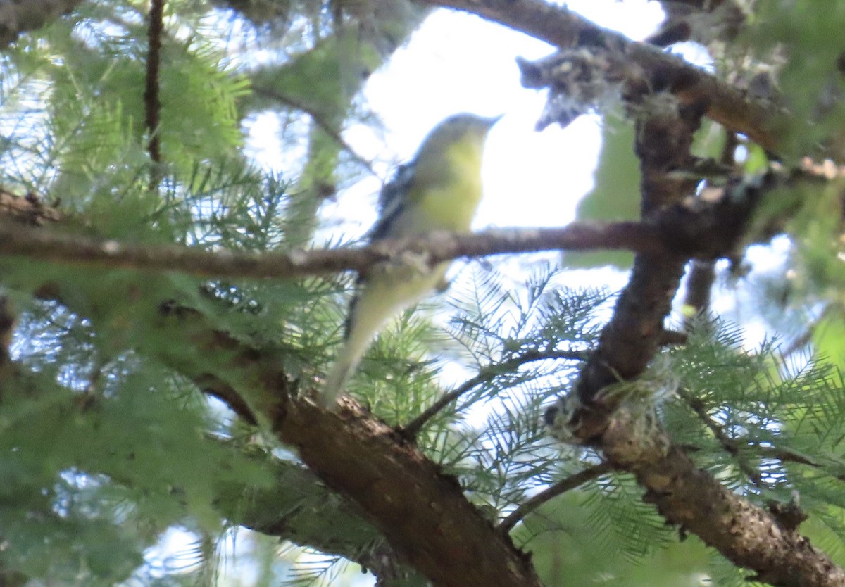Yellow-throated Vireo - ML639870681