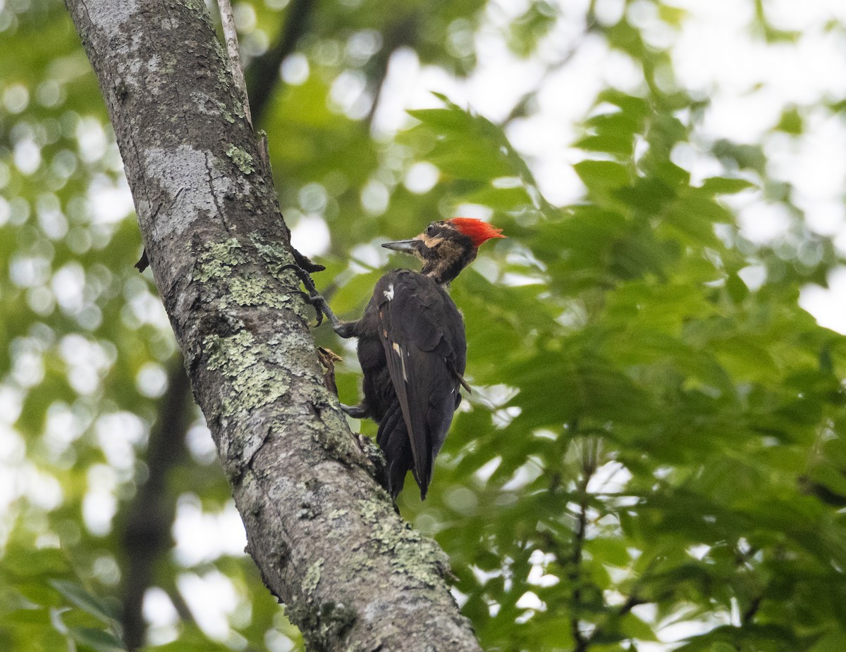 Pileated Woodpecker - ML639870716